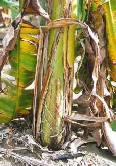 Internaciona: La exportación de banana Cavendish filipina sigue enfrentándose al devastador mal de Panamá y a la creciente competencia
