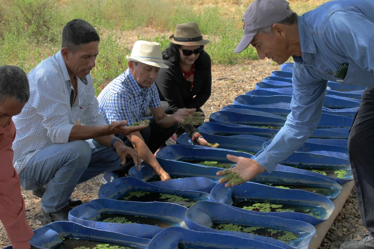 La primera planta de producción de azolla ya está en construcción en Ecuador