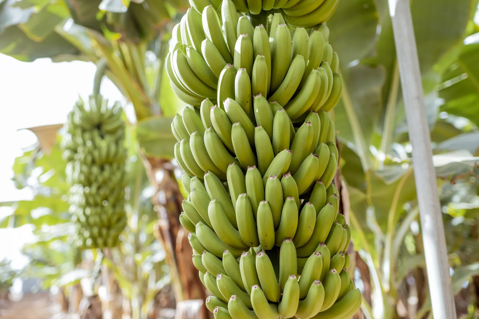 Internacional: La participación de Filipinas en las exportaciones de banano de Asia cae al 60%