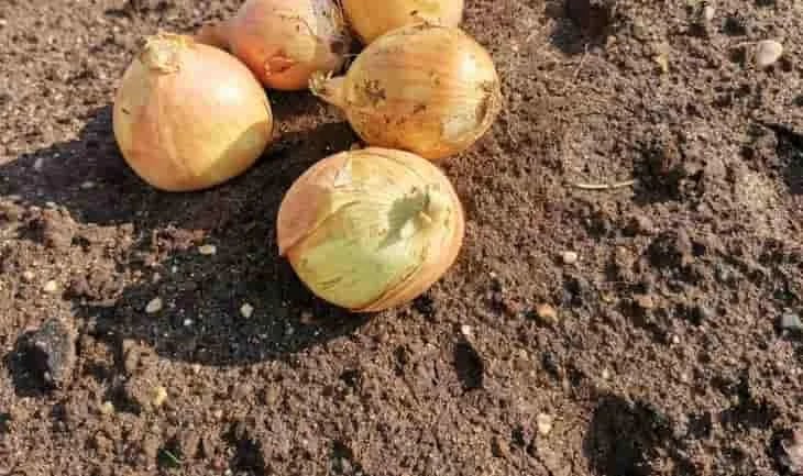 REPÚBLICA DOMINICANA: Producción nacional de cebolla cubre el 72% del consumo y obliga a duplicar importaciones