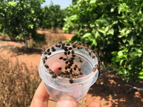 Internacional: Combatir plagas como la araña roja en cítricos con depredadores naturales