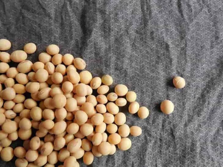 Internacional: La soja hizo una contribución significativa al récord de septiembre de las agroexportaciones brasileñas