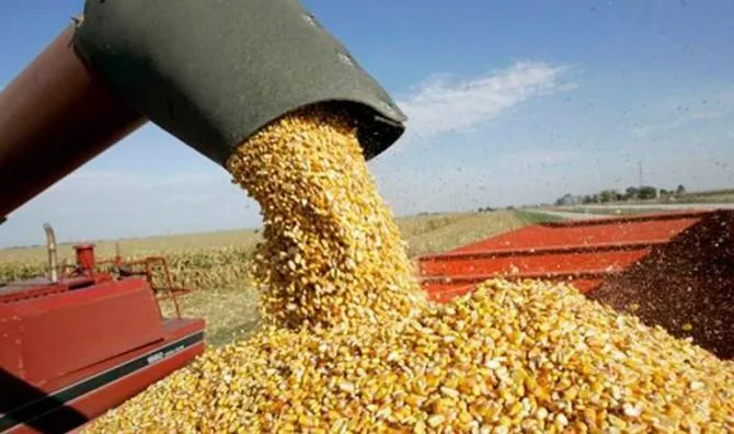 Ante escasez de maíz se autoriza importación del grano