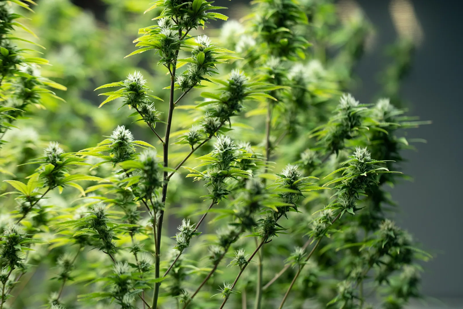 ICA estableció requisitos para la exportación de semillas de cáñamo (cannabis sativa) hacia Ecuador
