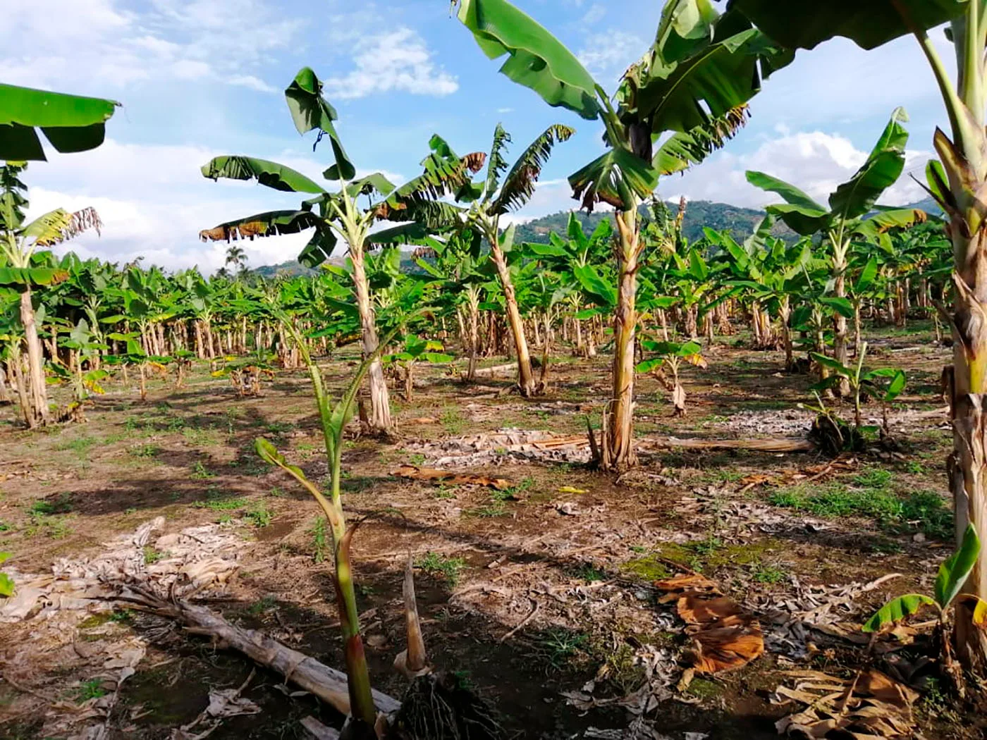 Internacional Colombia: Hallan nuevas especies de parásito letal que ataca el plátano y el banano