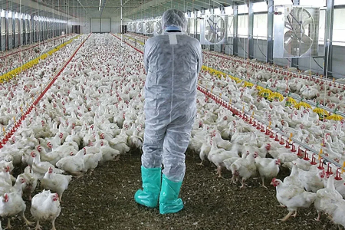 Internacional: Autoridades y avicultores de Jalisco pondrán en marcha operativo para evitar influenza aviar