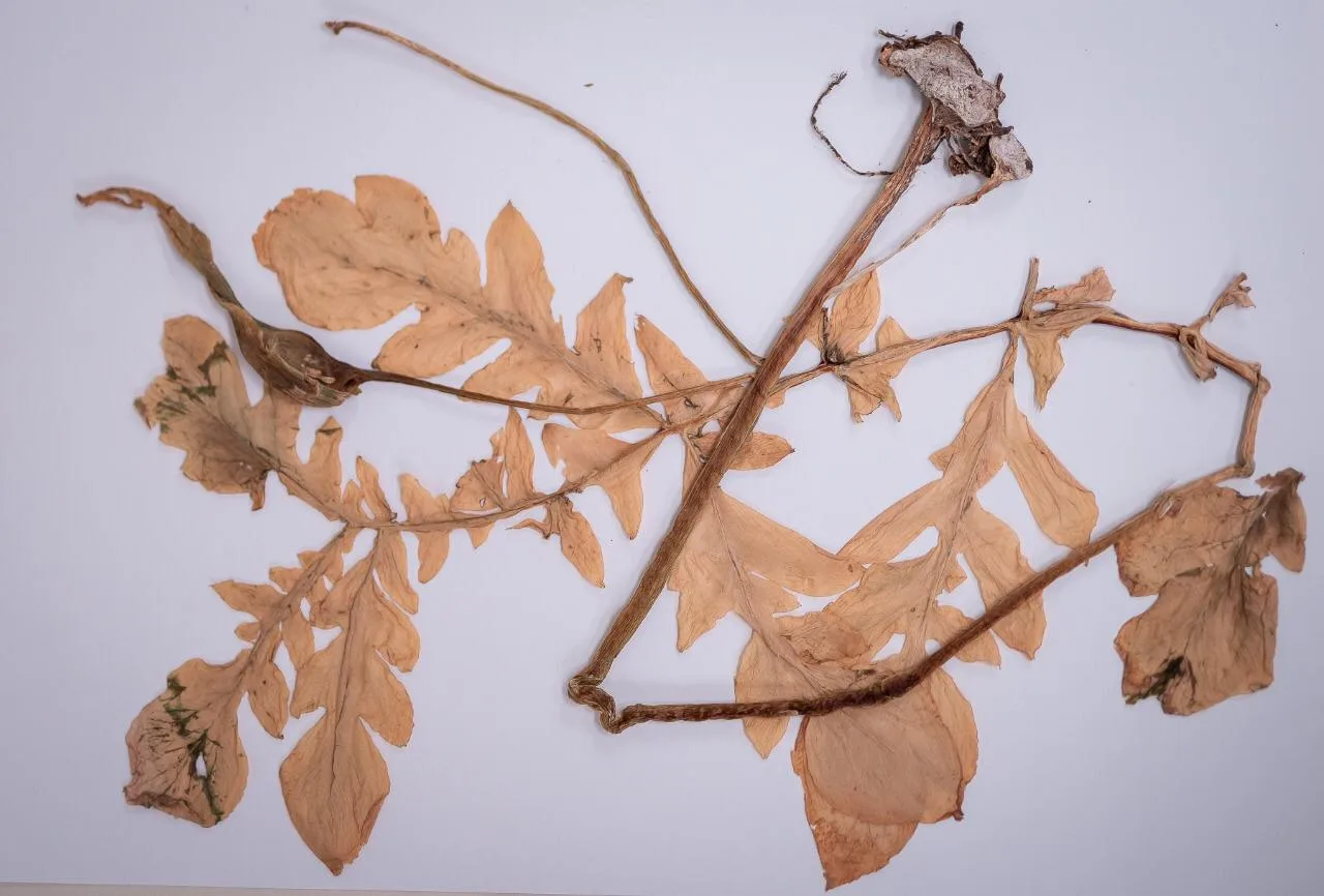 Investigadores UTPL descubren nueva especie de planta en el sur del país