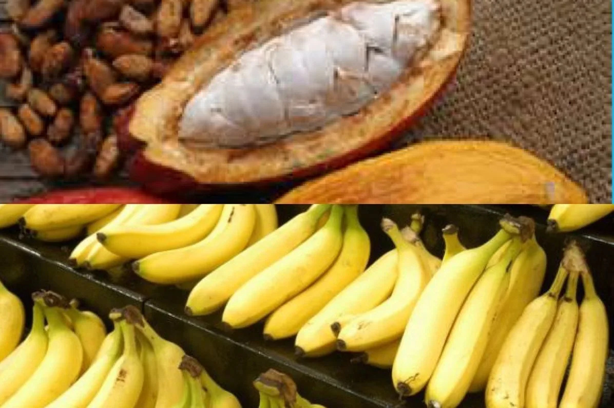 Hoy se inaugura La Cumbre banano y cacao 2022