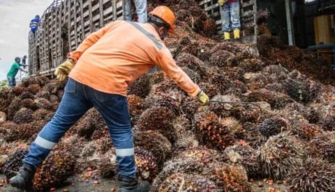 Internacional Colombia: La producción de palma de aceite registró un crecimiento de 1,1% durante octubre