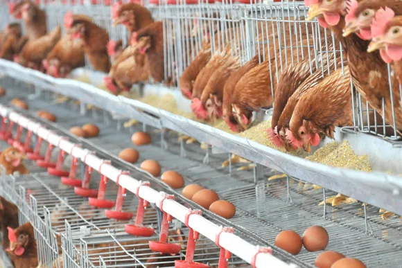 Productores de huevo a la espera de apoyo del Gobierno para controlar precios del maíz