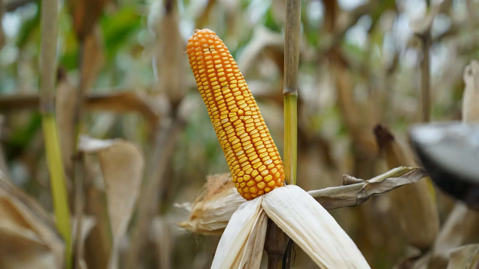 Productores de maíz con altas expectativas para este 2023