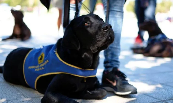 Terapia asistida con Perros en beneficio de personas con TEA