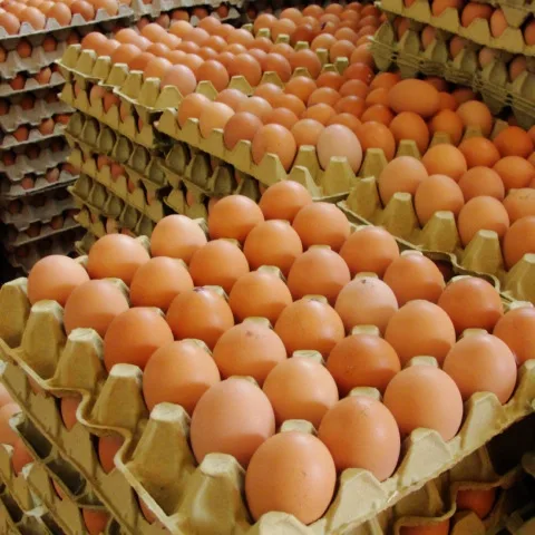 Sector avícola garantiza el abastecimiento de productos