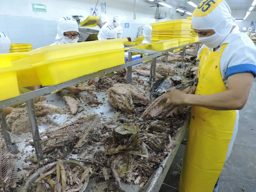 Empresas procesadoras de atún en Manabí paran ciertas áreas y mandan de vacaciones a empleados ante poca demanda de Europa