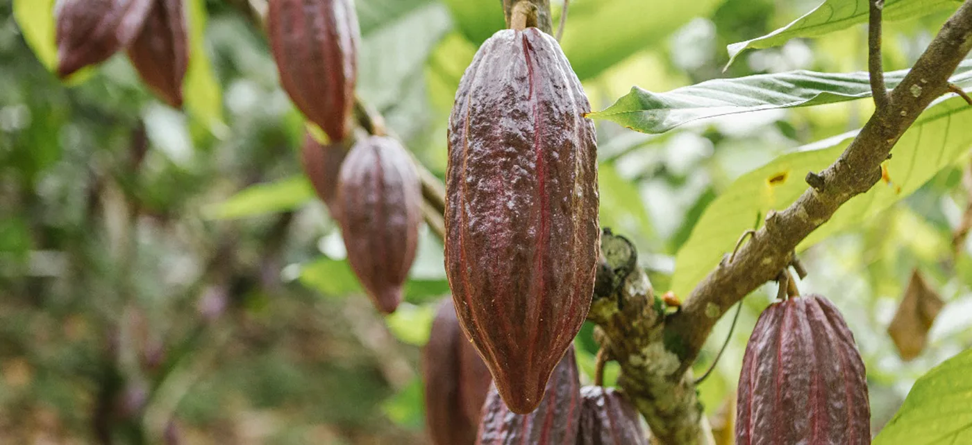 Internacional Colombia: Bacterias evitarían que el cadmio llegue a las plantas de cacao