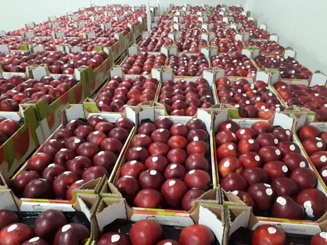Internacional: "Sudamérica es un mercado con potencial de crecimiento para las manzanas polacas"