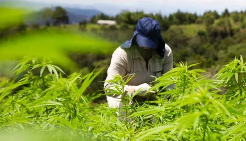 Internacional Colombia: La industria del cannabis genera aproximadamente 1.957 empleos directos en el país
