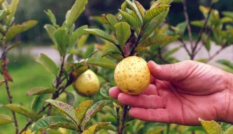 En alturas más bajas, el ciclo de cosecha de la guayaba se puede acortar incluso entre 6 y 7 meses