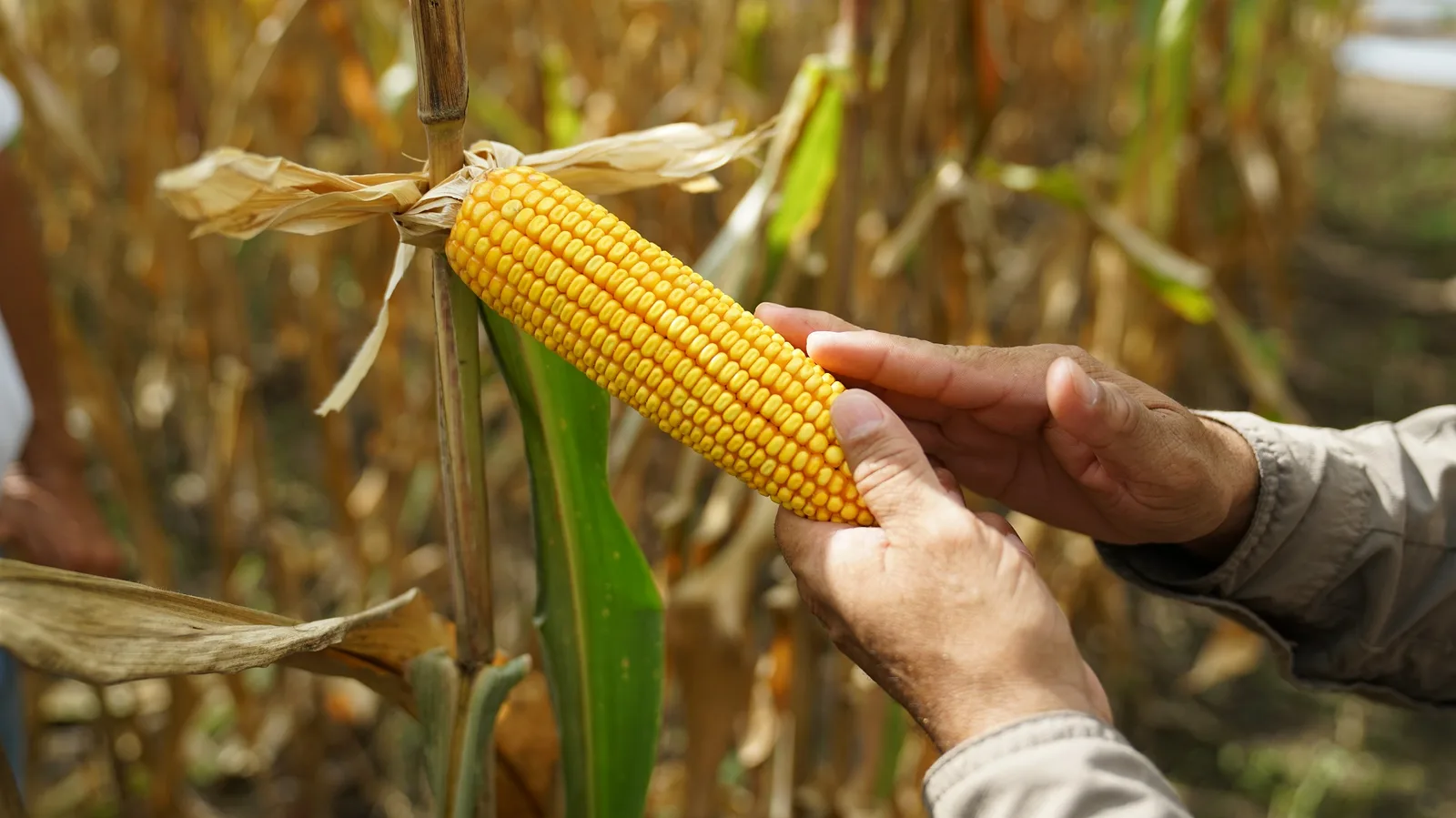 Semilla y buena fertilización, las claves para una buena producción al inicio de lluvias