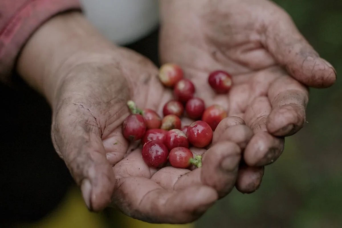 Café de Quilanga llega a más de 430 locales de Estados Unidos