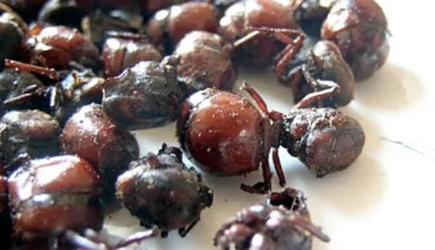 Internacional: Entre abril y junio, los mejores meses para ingresar al negocio de la hormiga culona
