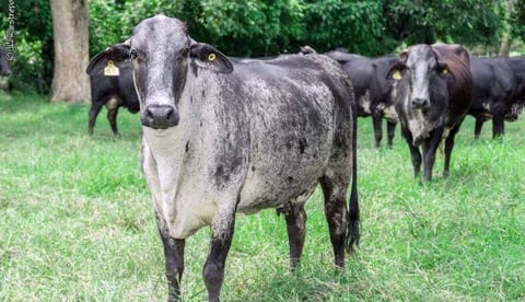 Internacional: Girolando, la raza con la habilidad de producir leche de manera rentable en climas cálidos