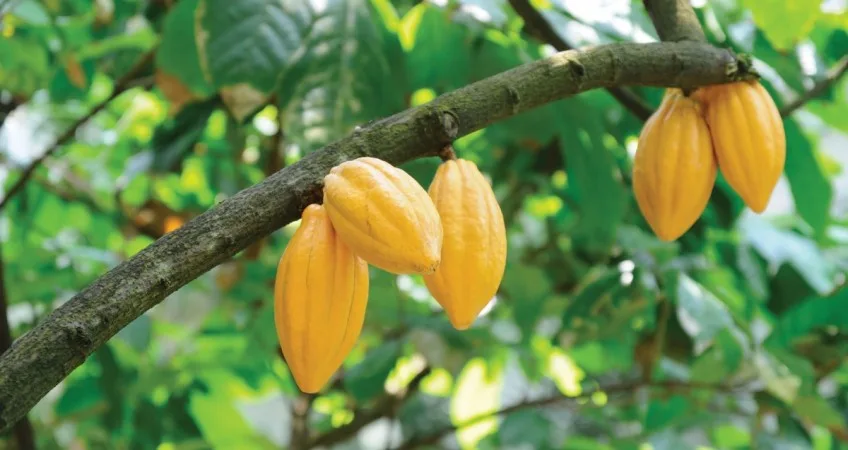 Se inaugurará invernadero de cacao con tecnología de punta en Los Ríos