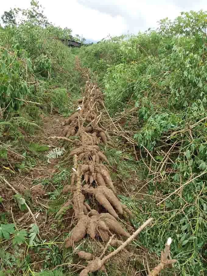 INTERNACIONAL: Hervir o macerar las hojas de yuca reduce su capacidad tóxica para aprovechar sus nutrientes