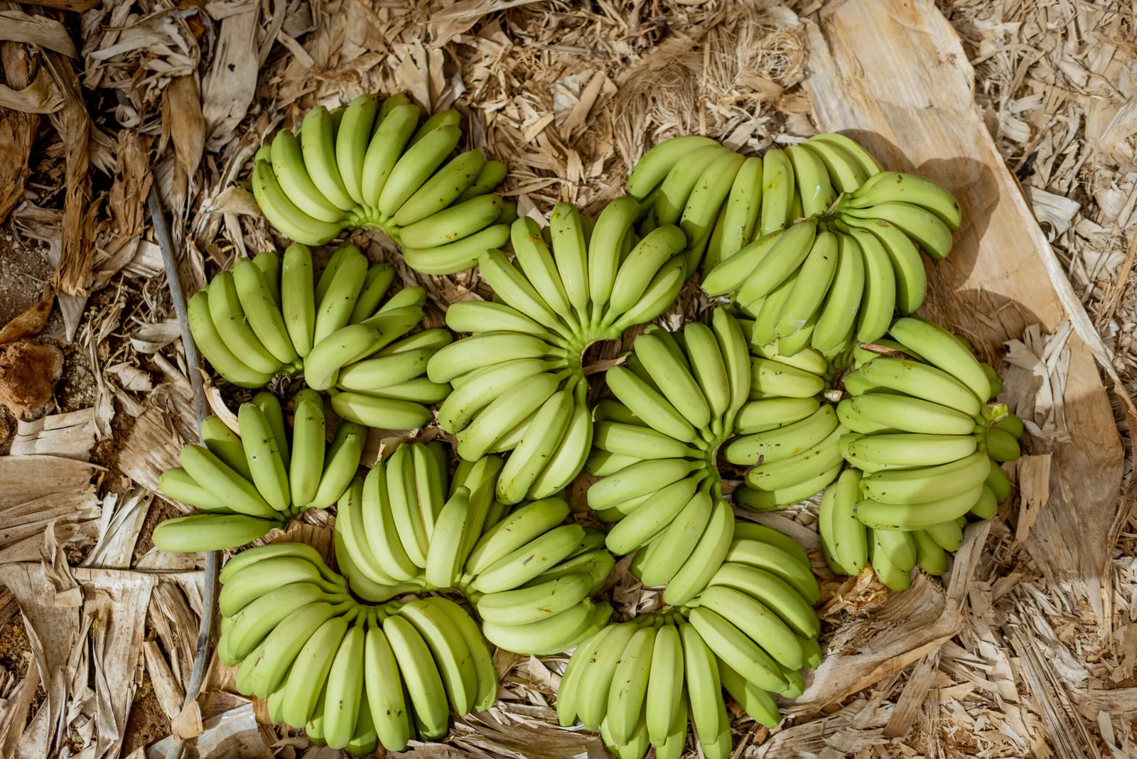 Internacional: Un acuerdo comercial para la exportación de 28.000 toneladas de bananos al año
