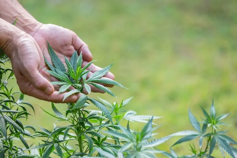 Empresa privada apuesta a la producción de cáñamo