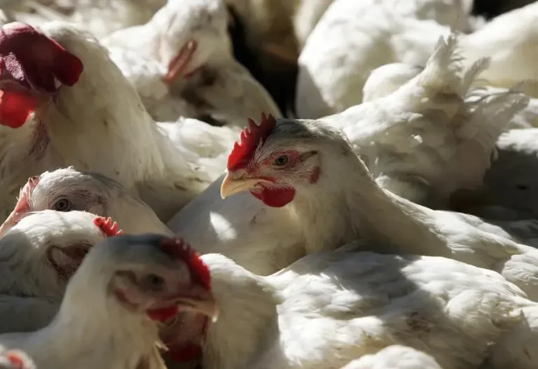 Internacional: La FAO activa protocolos por los brotes de influenza aviar en Latinoamérica