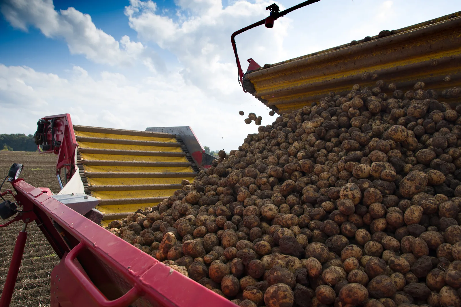 Internacional: La producción de papas peruanas podría llegar a caer hasta un 40% por sequías y heladas