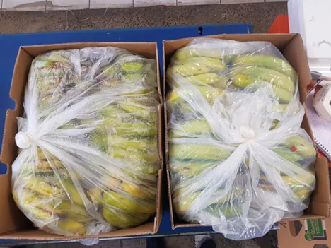 Internacional: "Bananos con una vida útil tres semanas más larga gracias a la microperforación láser"
