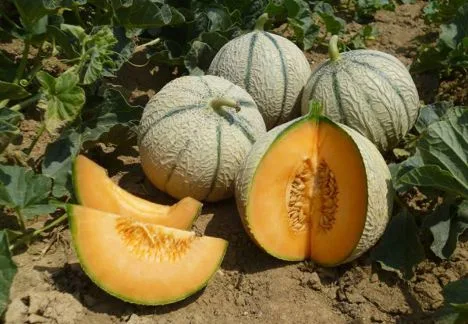 Internacional: BASF adquiere la empresa de mejora de melones ASL