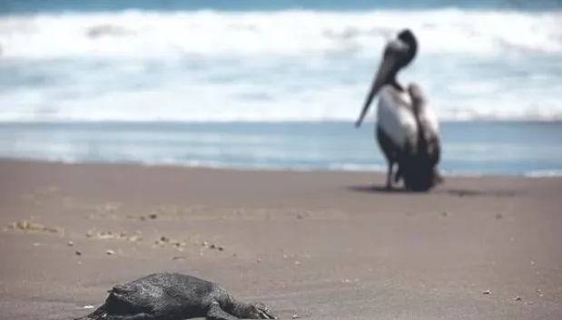 Internacional: ¿Es riesgoso pasar un día en la playa? Senasa explica la situación de la gripe aviar en el Perú