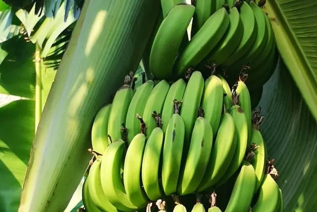 Internacional: Agricultores de Puerto Rico denuncian que no les dejan vender sus plátanos en los Mercados Familiares