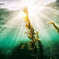 Internacional-Crecer en el océano: desarrollar el cultivo de algas marinas como alternativa sostenible a la agricultura terrestre