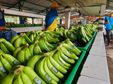 José Antonio Hidalgo, de AEBE: Ecuador prevé otro difícil mercado mundial del banano para 2023
