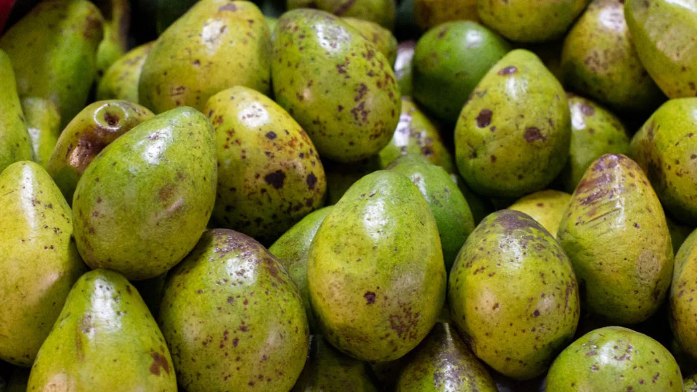 Internacional Colombia: Cilantro, materia prima para fungicida que protege al aguacate de los hongos