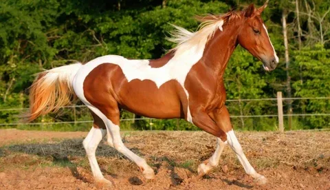 Internacional: La encefalitis equina venezolana, una patología con alta tasa de mortalidad en caballos