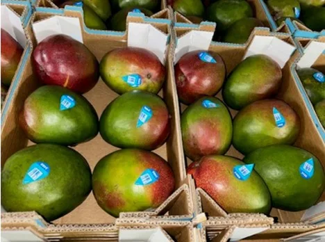 Internacional: "La temporada de mango peruano ha sido una de las más pobres de los últimos años"