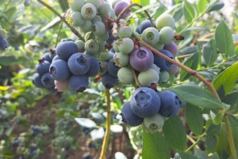Internacional: Chile espera una mejor temporada de arándanos este año