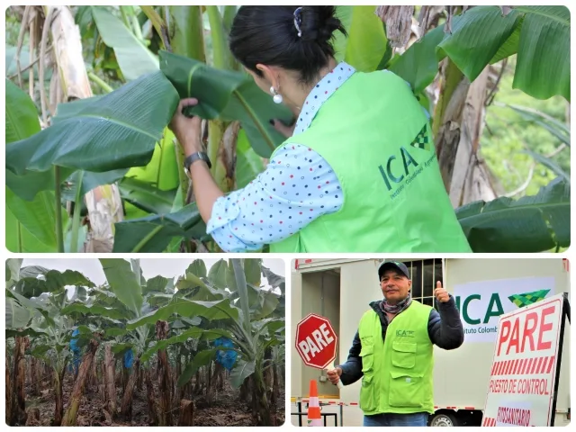 Internacional Colombia: Productores de plátano y banano en frontera con Venezuela deben reforzar medidas de prevención por presencia del Fusarium R4T en ese país.