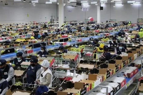 Internacional: Las exportaciones peruanas de uva de mesa crecerán un 13% hasta situarse en 73 millones de cajas