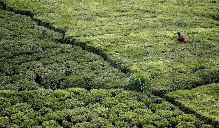 Internacional: La ONU alerta del aumento de la inseguridad alimentaria con el cambio climático