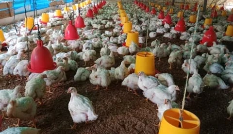 Internacional: Los avicultores de Nariño están enfrentando un incremento en fletes de casi 300%