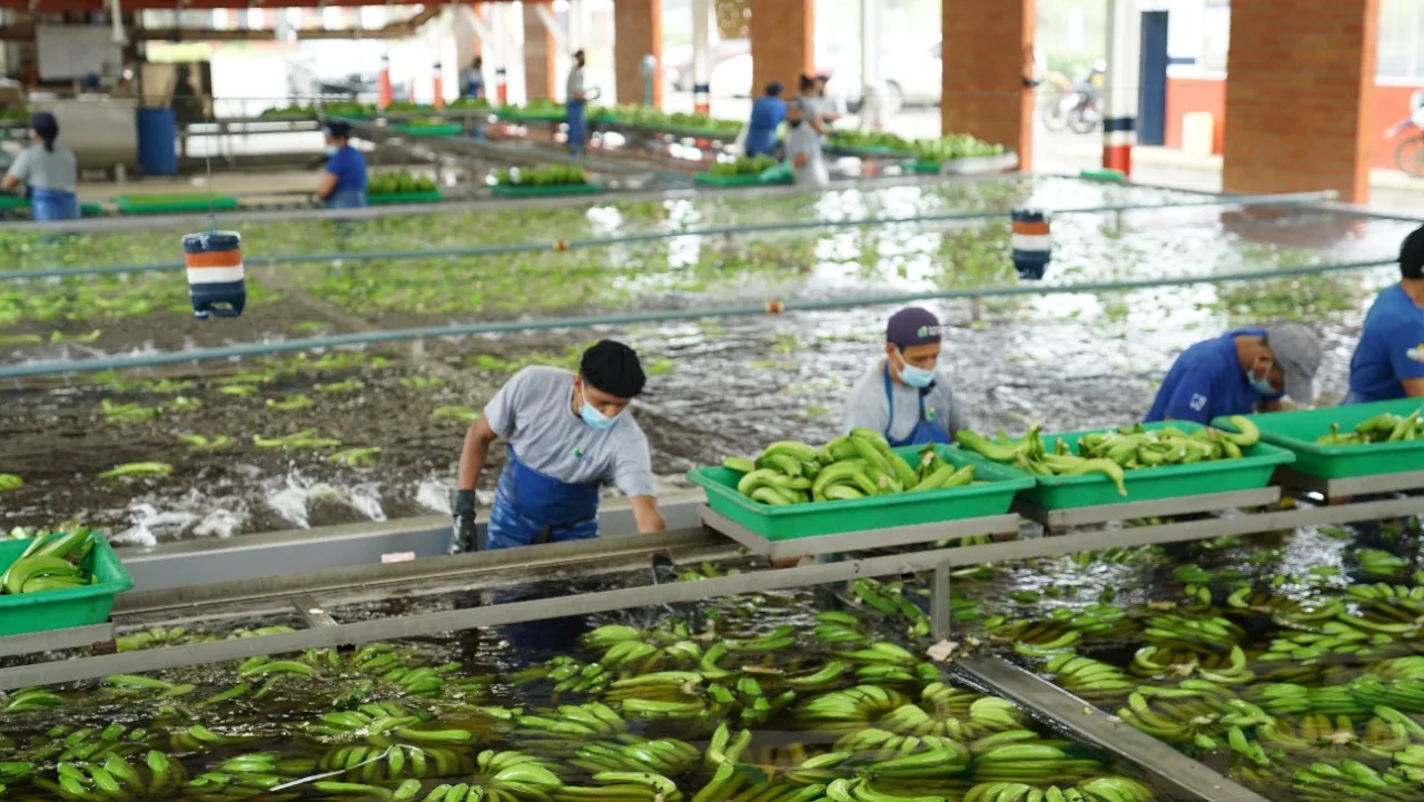 Contratos bananeros sin firmar por falta de garantías según productores