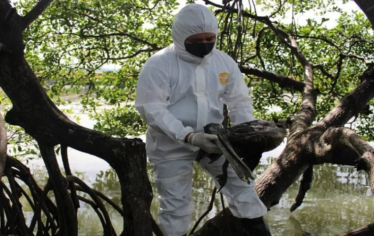 Internacional: Decretan emergencia por gripe aviar en Honduras