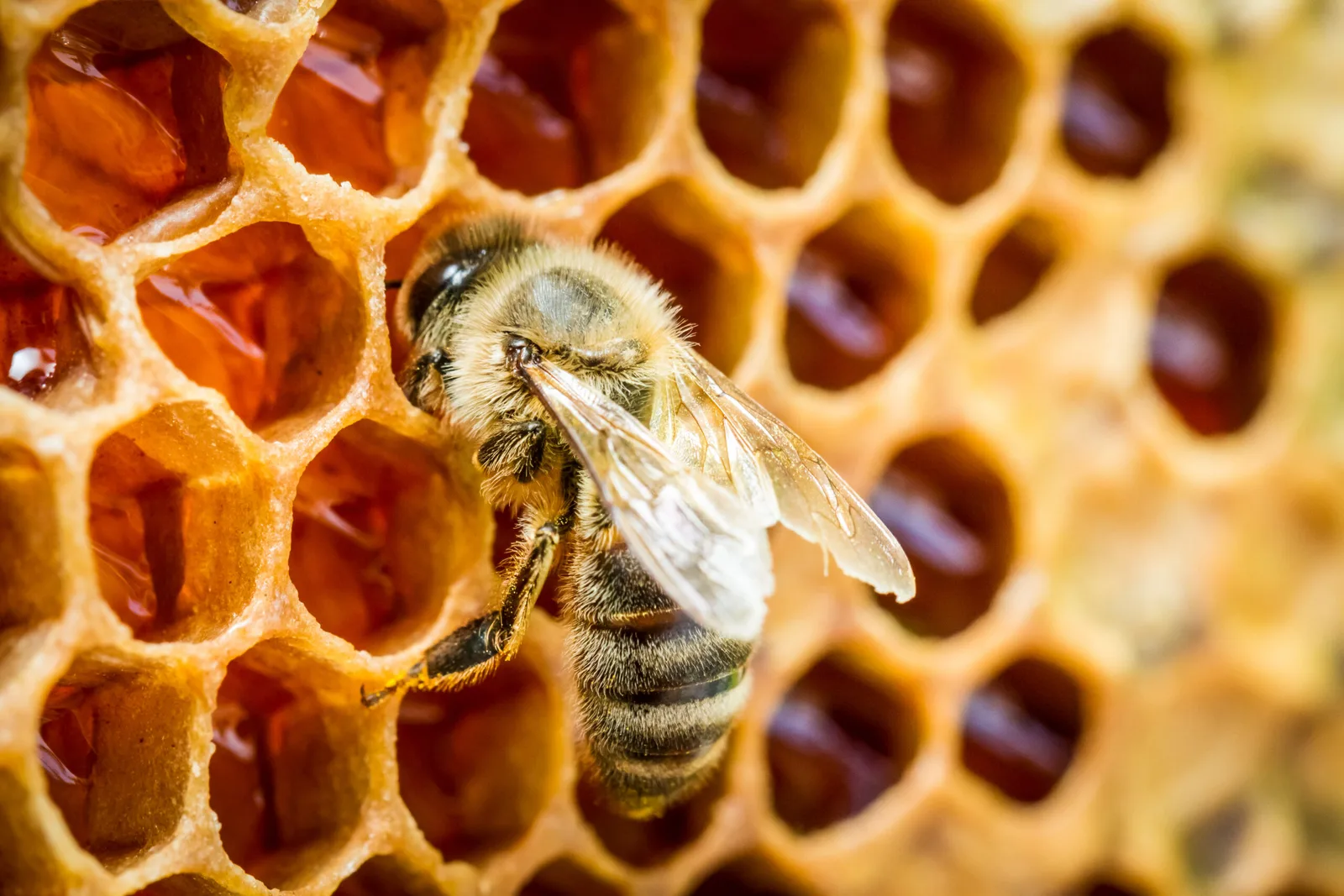 Internacional: El USDA autoriza la primera vacuna del mundo para abejas