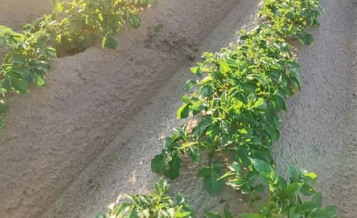 ¿Puede el agua reemplazar parcialmente los nematicidas en las papas?